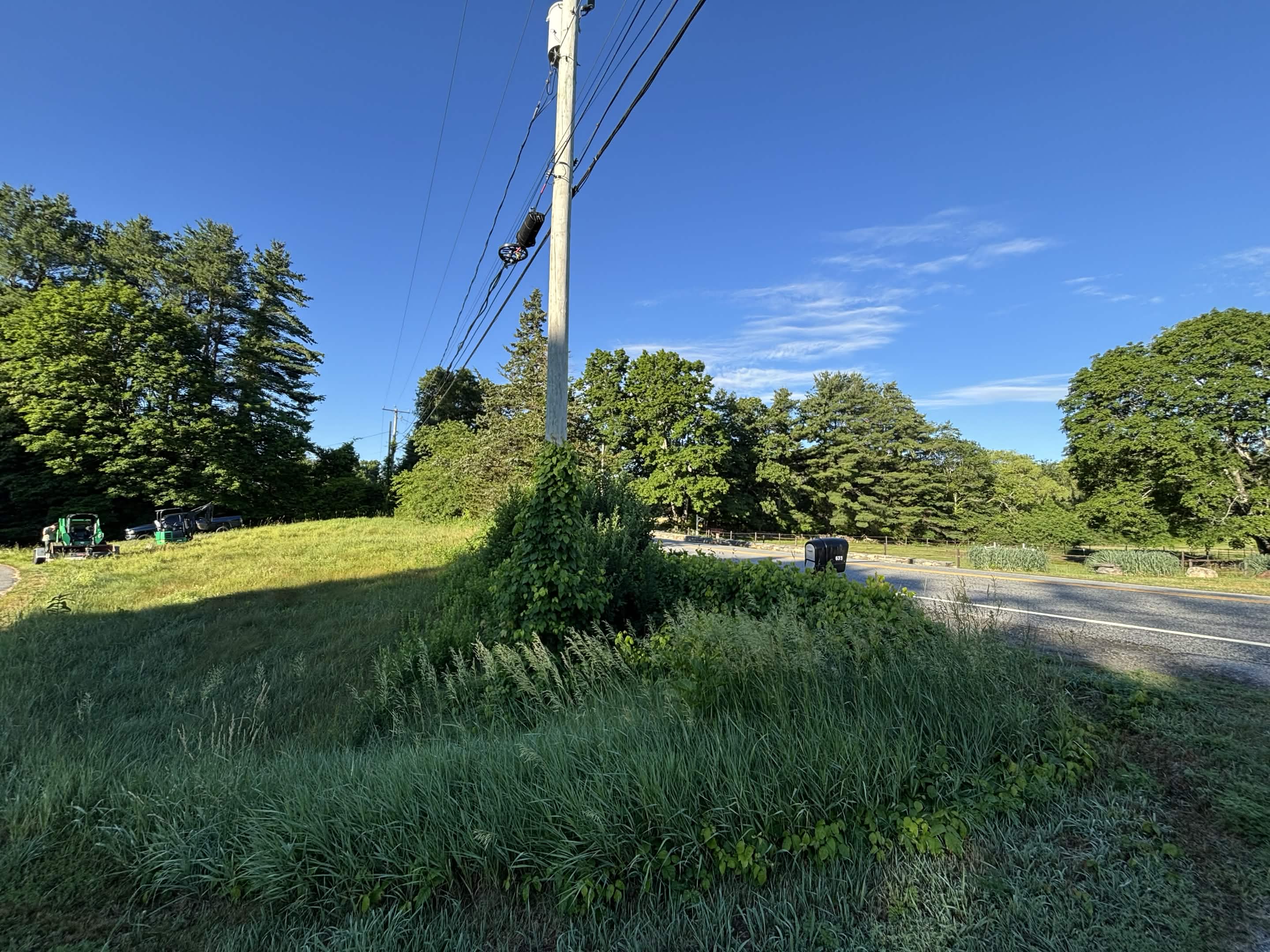 Overgrown vegetation covering property — before brush removal